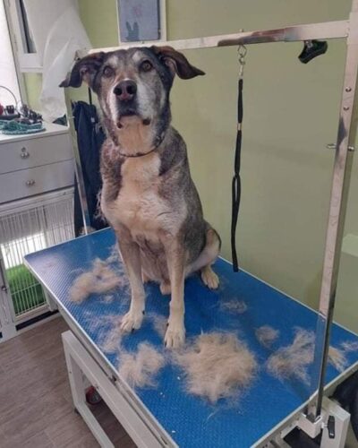 Dog1